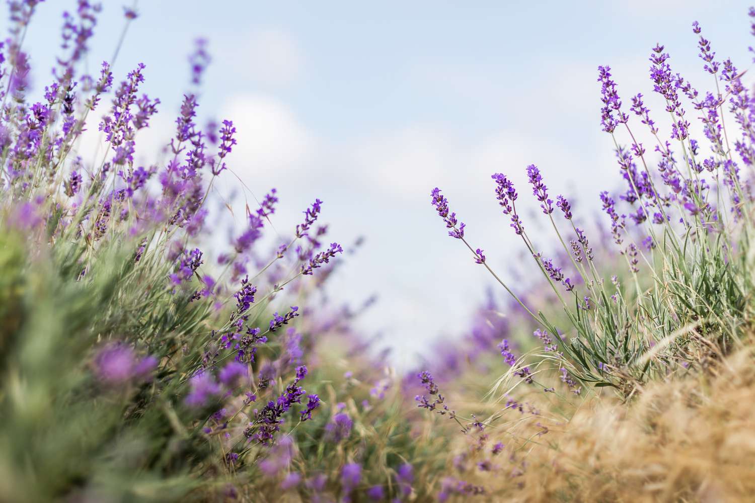 lavanda en un campo