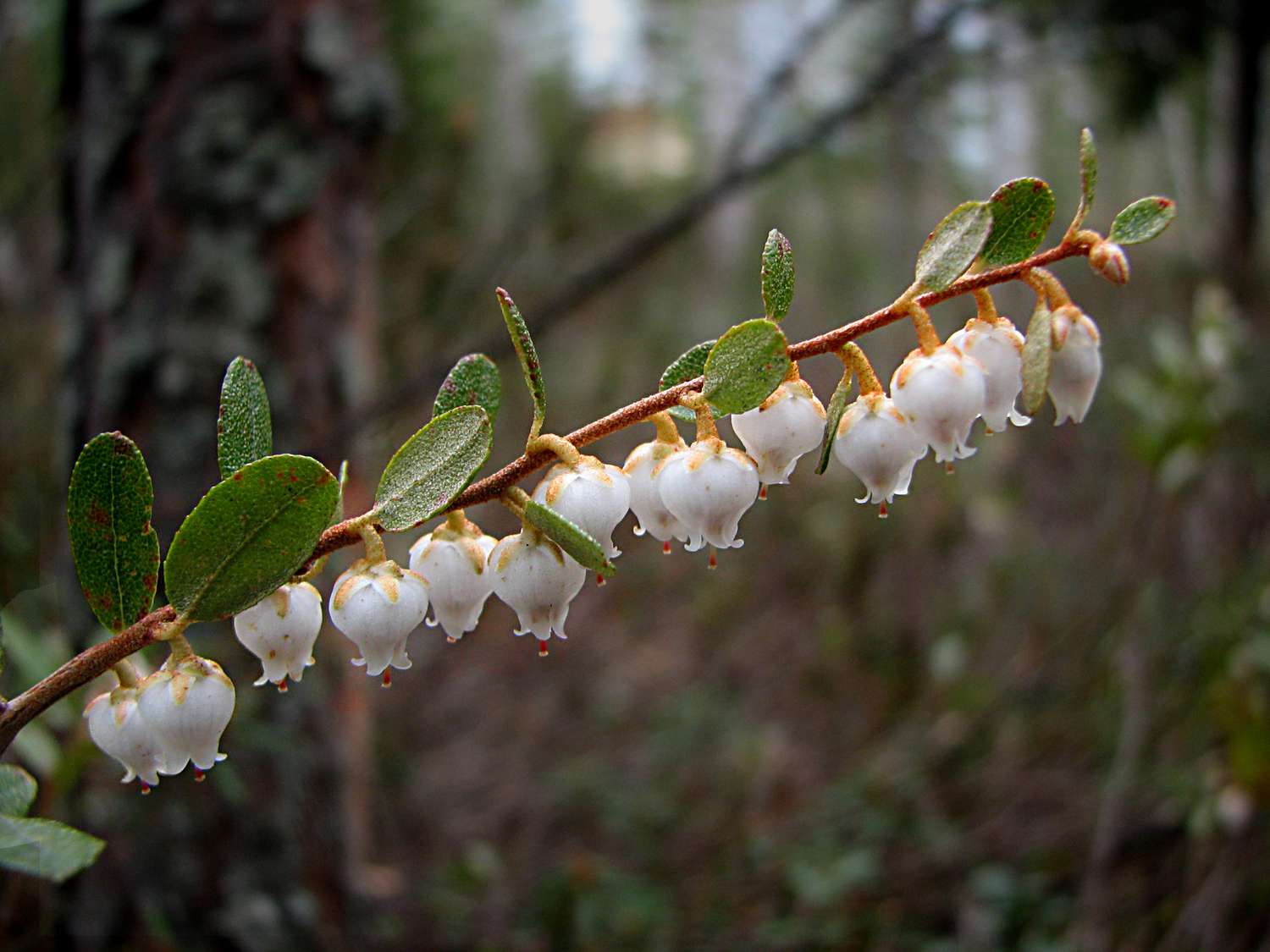 Leatherleaf