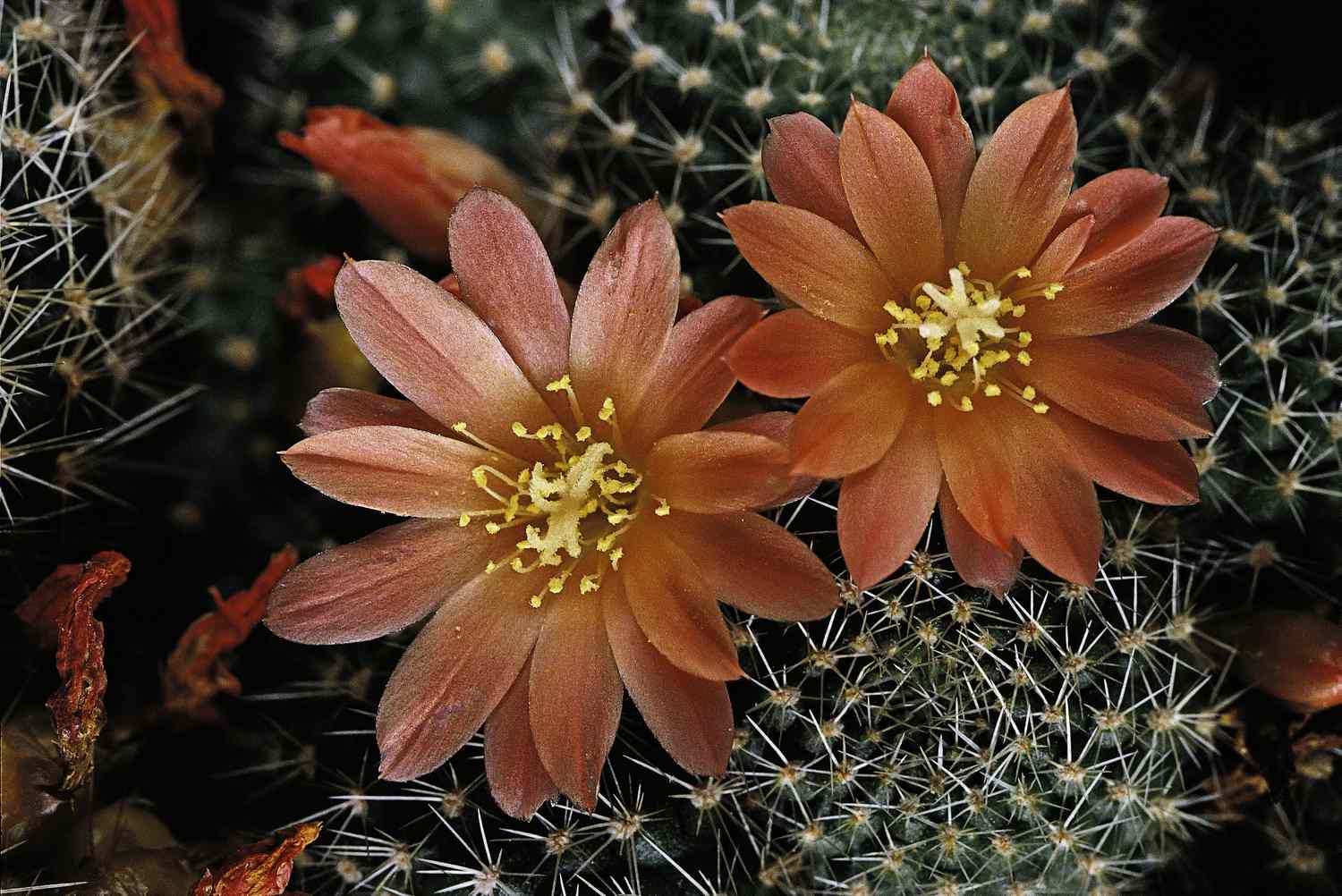 mature rebutia cactus in bloom