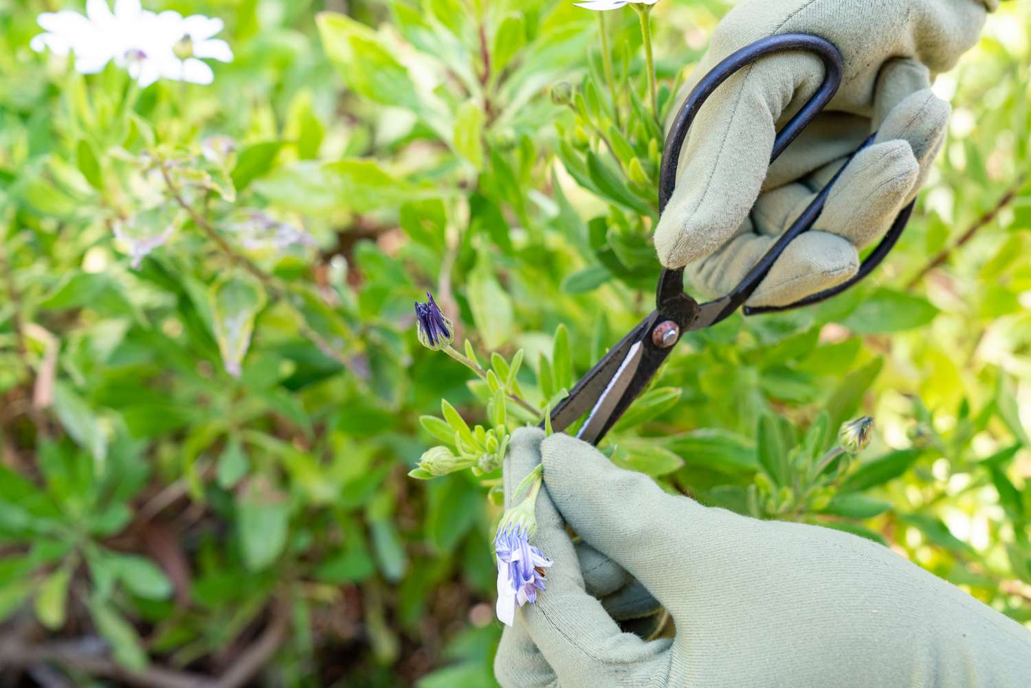 Verwelkte Blume wird mit einer Gartenschere mit behandschuhten Händen geschnitten