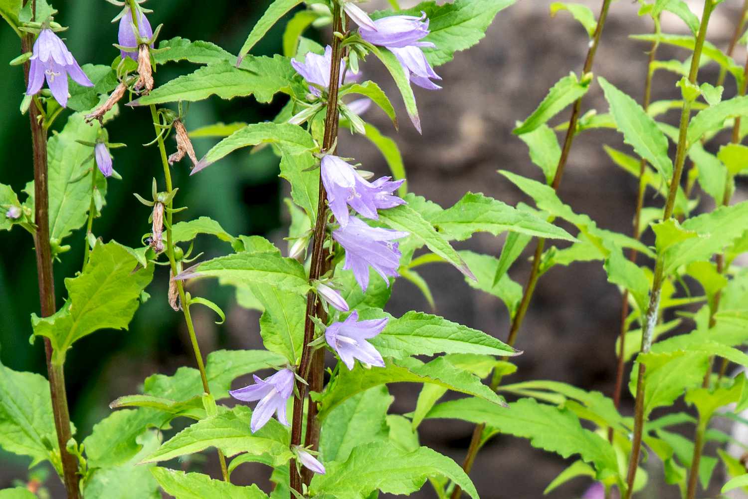 Bellflower plant with thin brown stems with light purple flowers and leaves closeup