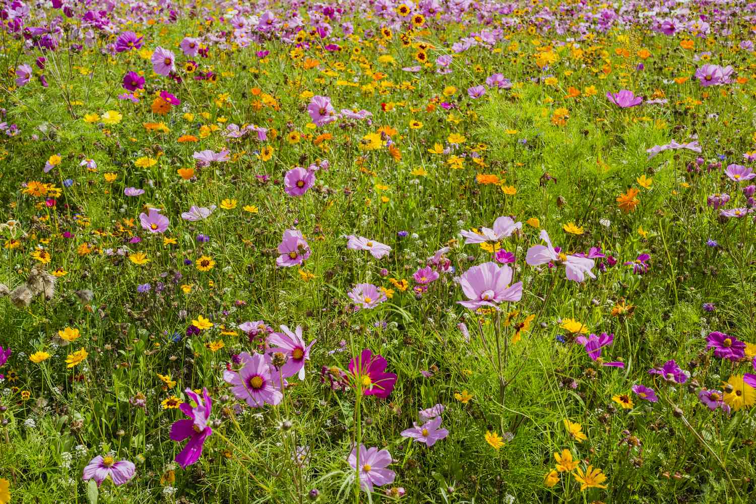 cosmos as a ground cover