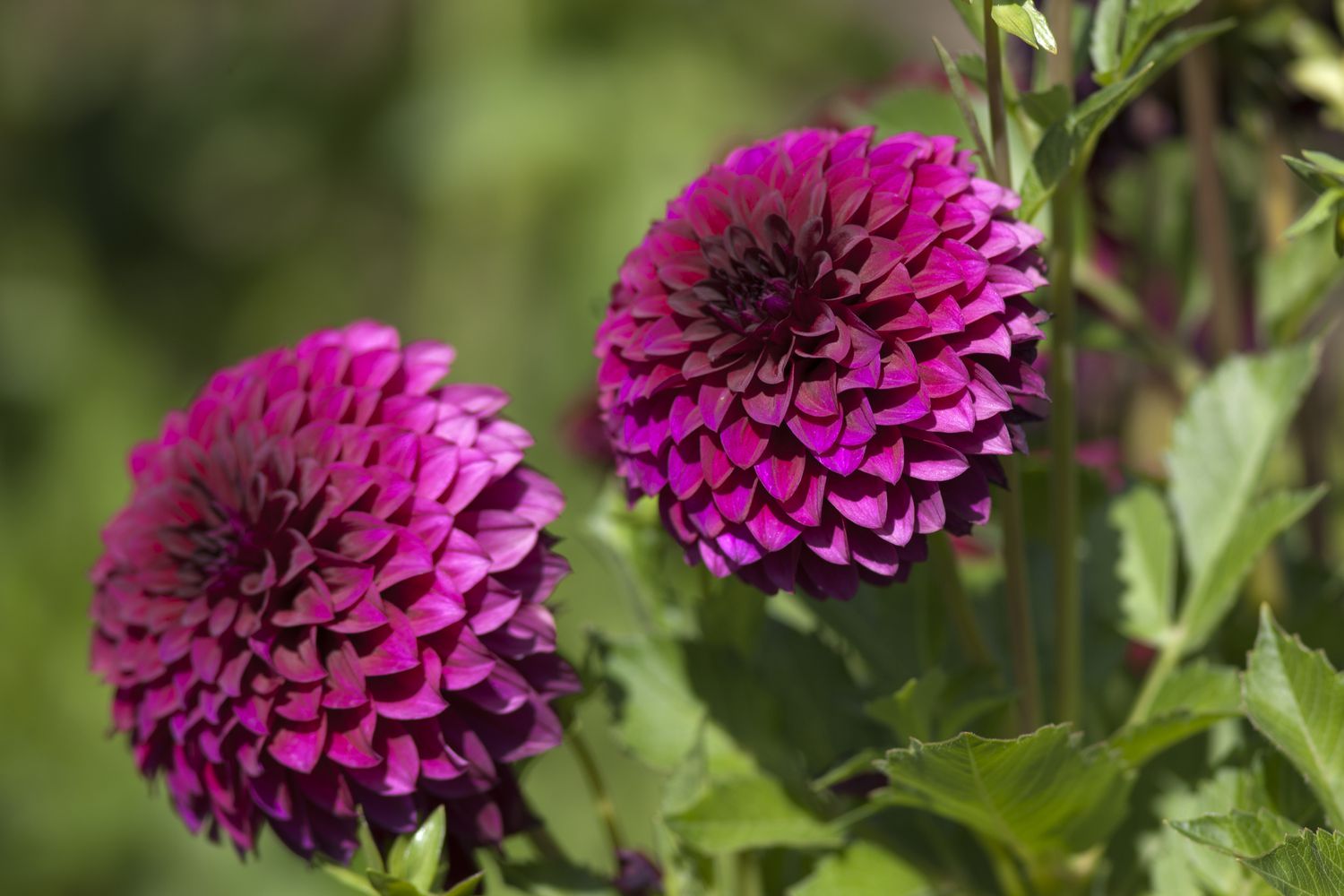 Black Satin Dahlias