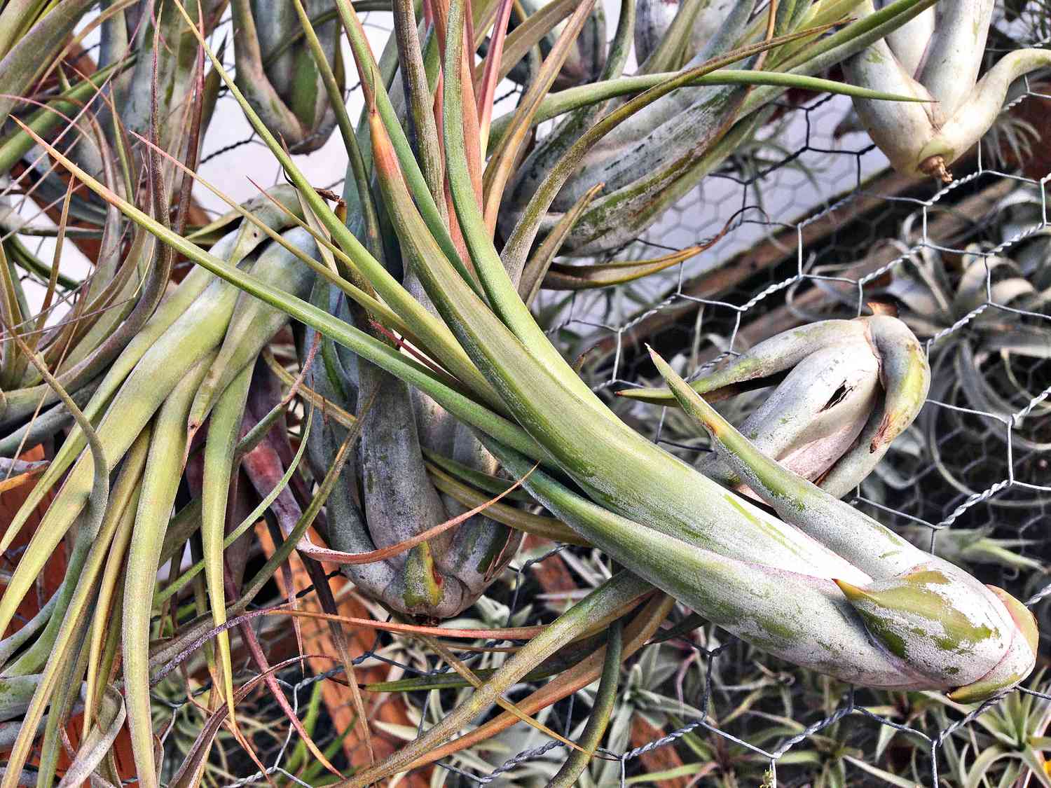 Planta de aire Circinata con bulbos blanquecinos y hojas verdes