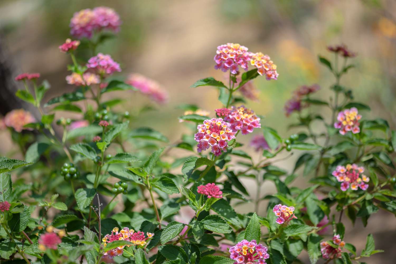 Lantana-Pflanze mit winzigen rosa und gelben Blütenbüscheln