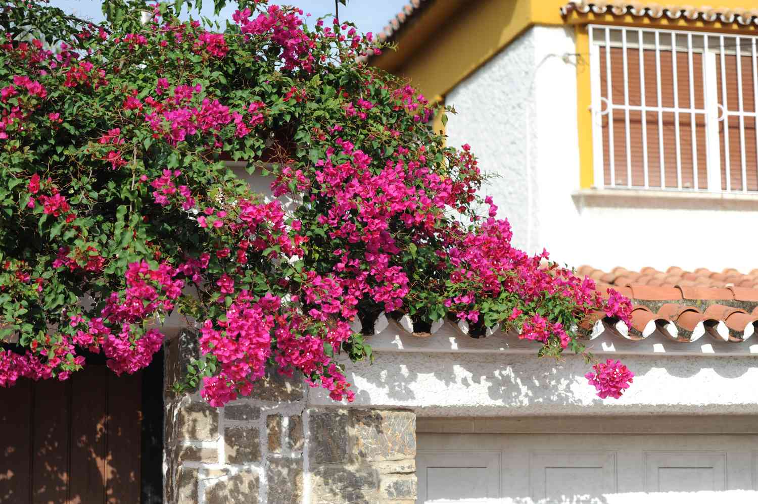 Vignes de bougainvilliers avec fleurs fuchsia suspendues au-dessus de la maison 