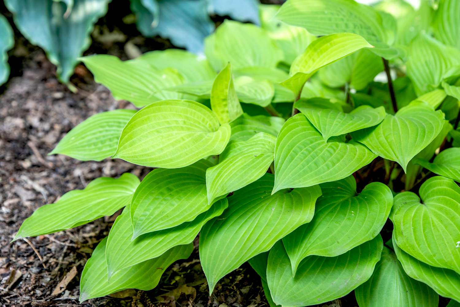 Feuerinsel-Hosta-Pflanze mit gerippten hellgrünen Blättern in Bodennähe gepflanzt