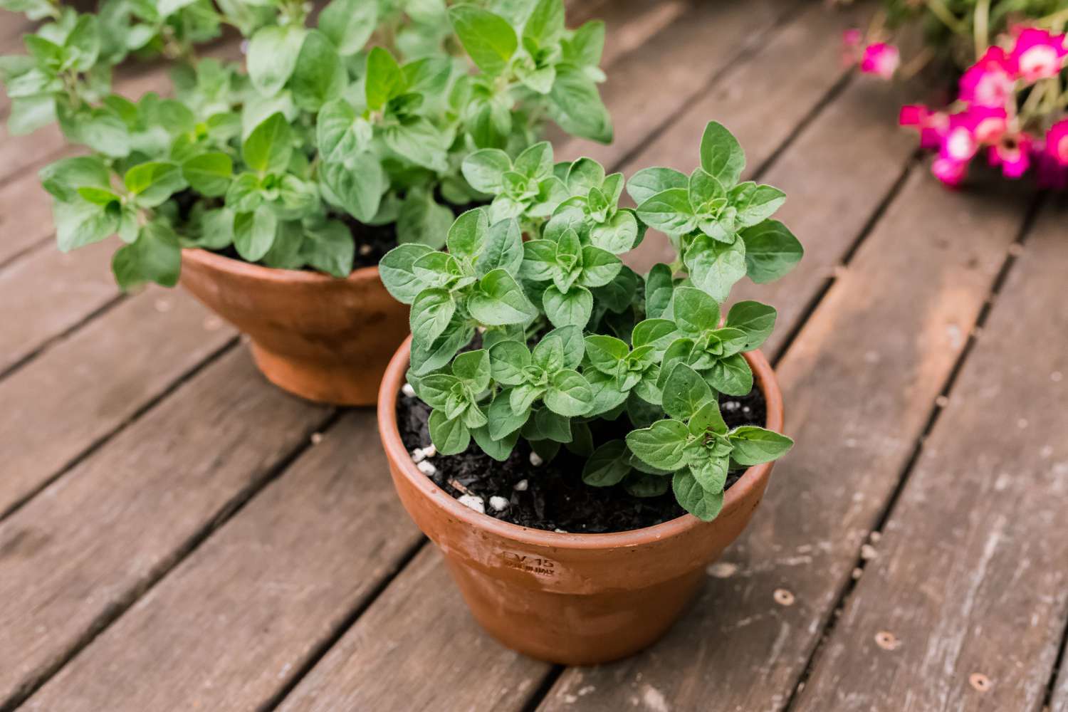 Oregano-Pflanzen in Terrakotta-Töpfen auf Holzoberfläche