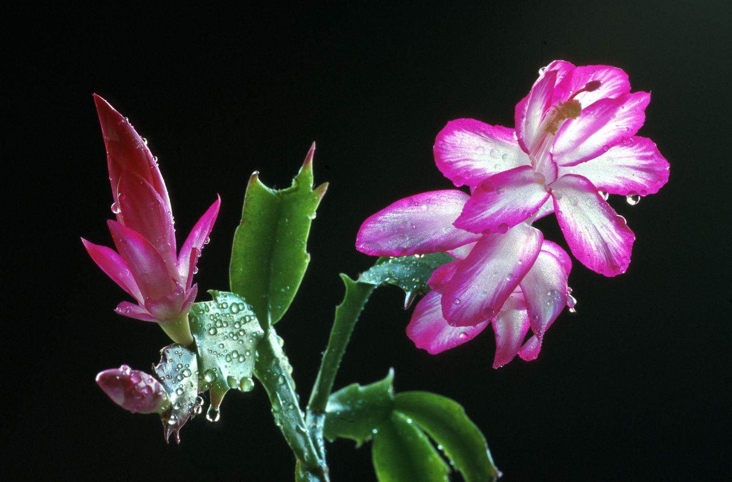 Weihnachtskaktus blüht mit rosa Blüten.