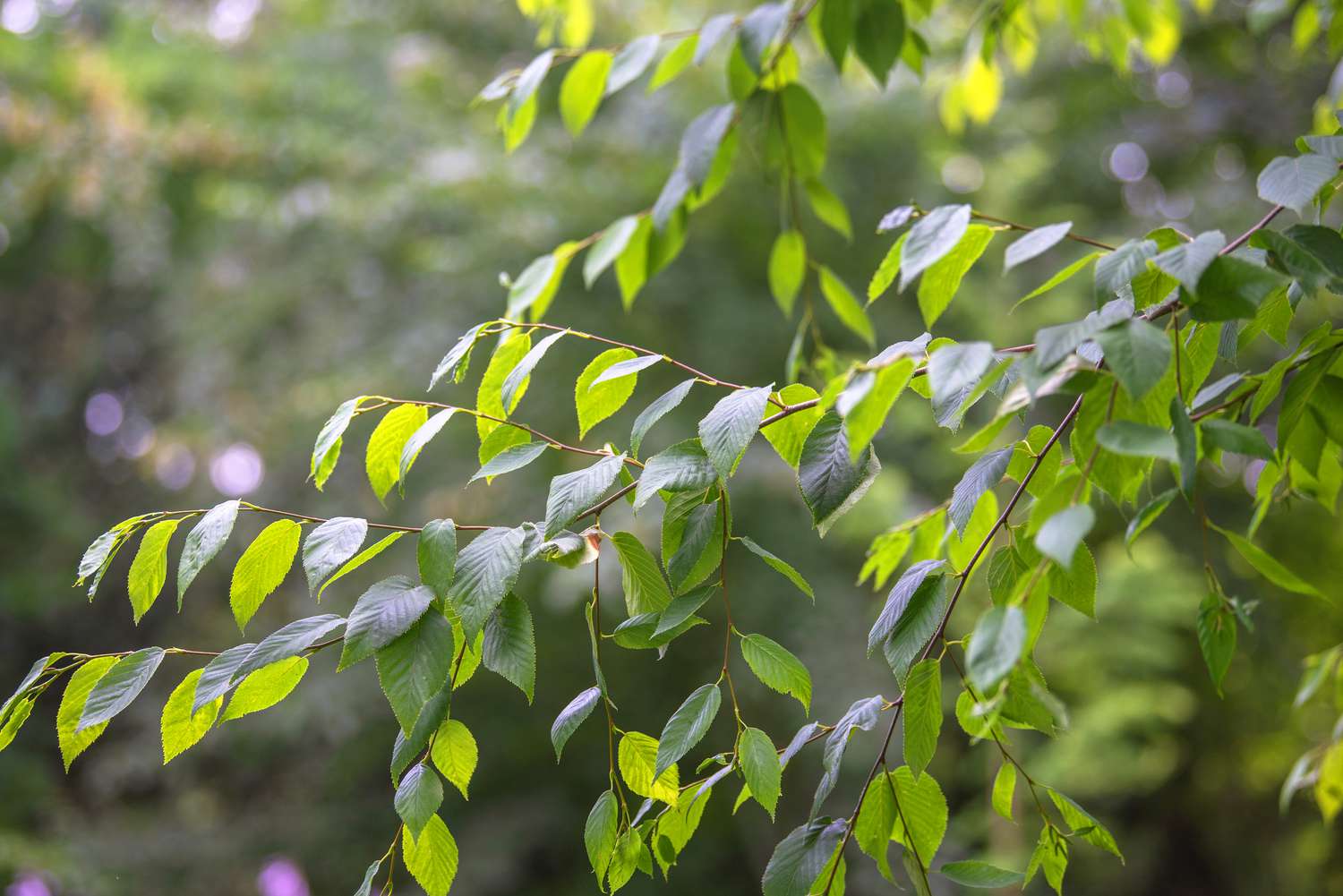 Bouleau doux avec petites feuilles vertes sur branches fines