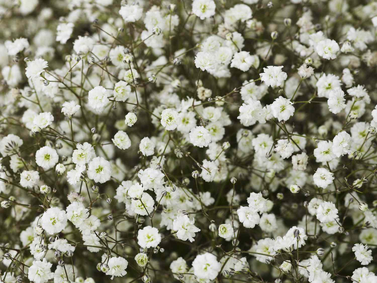 Baby's Breath