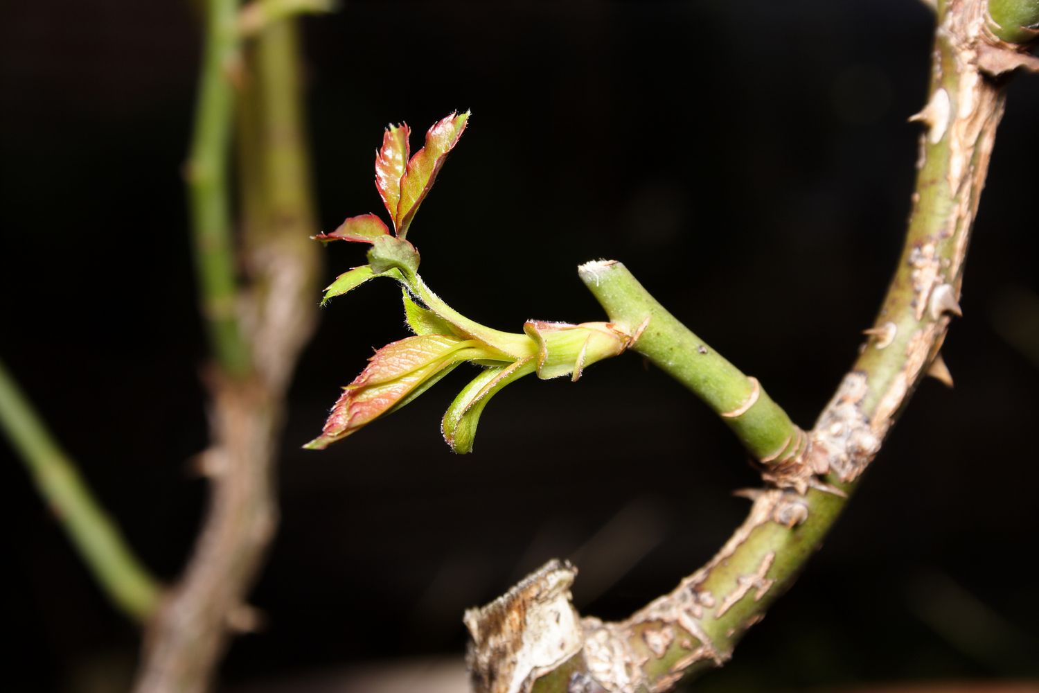 Saugnapf an einer Floribunda-Rosenpflanze