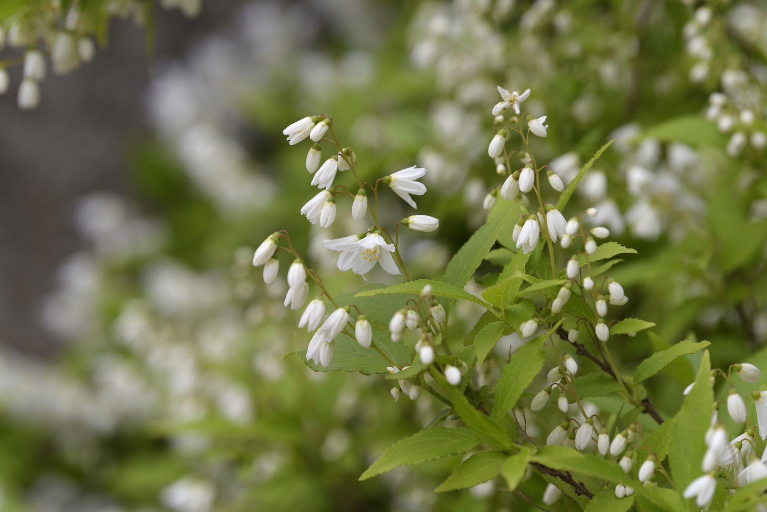 Zwerg-Deutzia 'Nikko' Strauchzweige mit geschlossenen, gefüllten weißen Blütenbüscheln