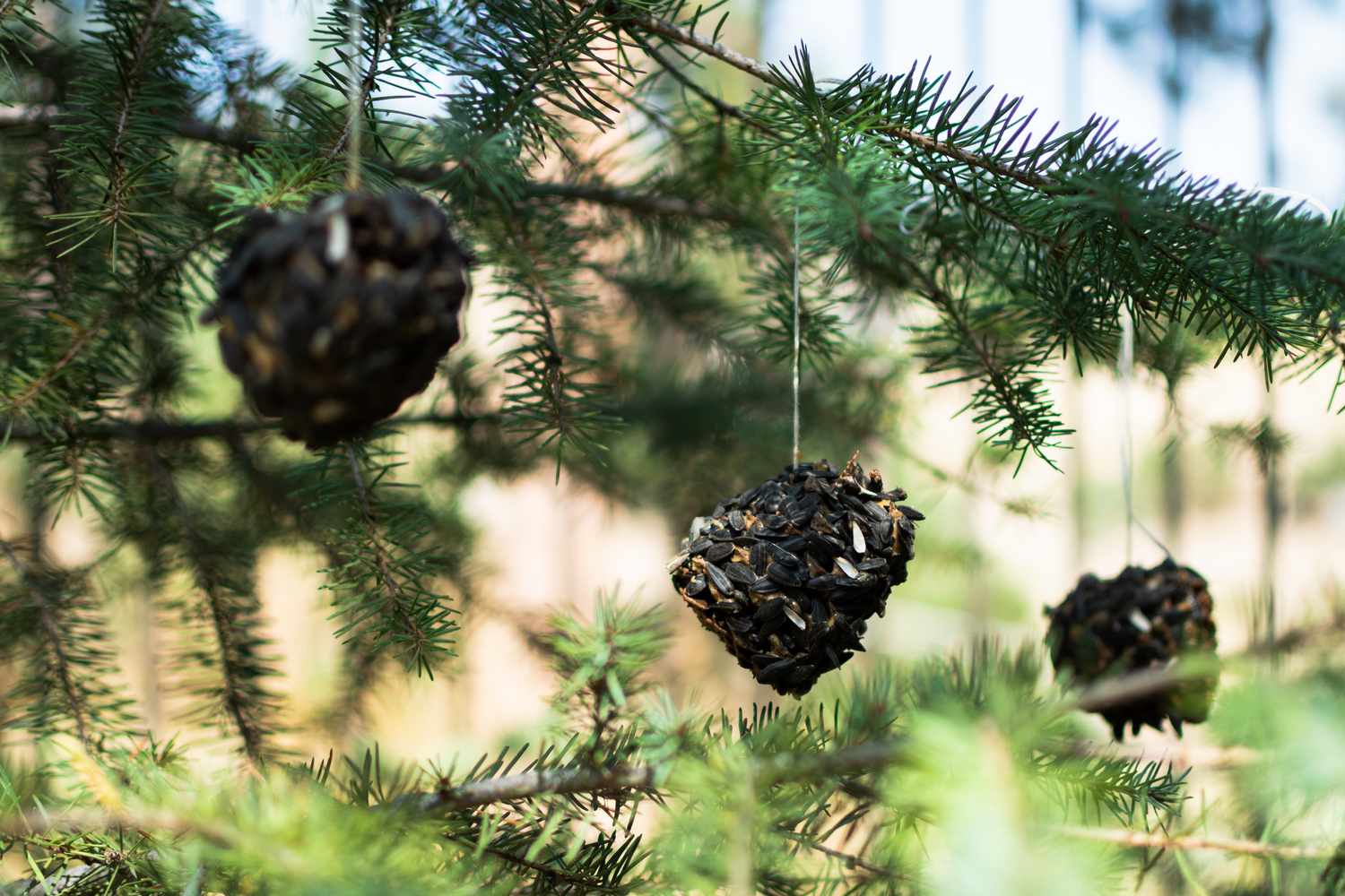 DIY mangeoires à pommes de pin couvertes de graines pour oiseaux suspendues à une ficelle sur les branches