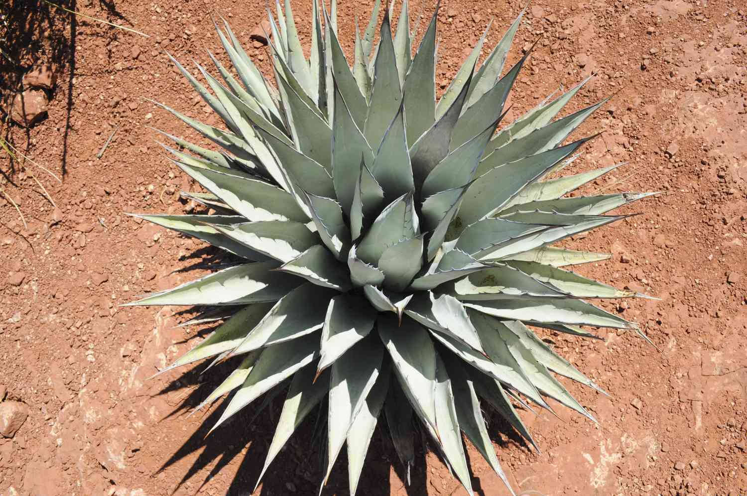 agave