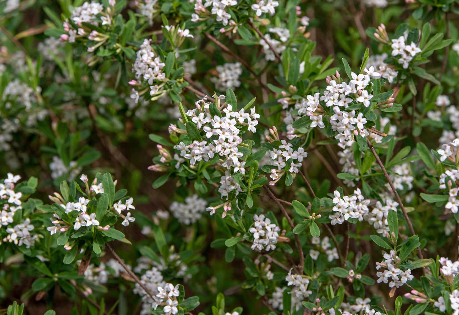 Planta Daphne con diminutas flores blancas sobre ramas de hojas cortas y ovaladas