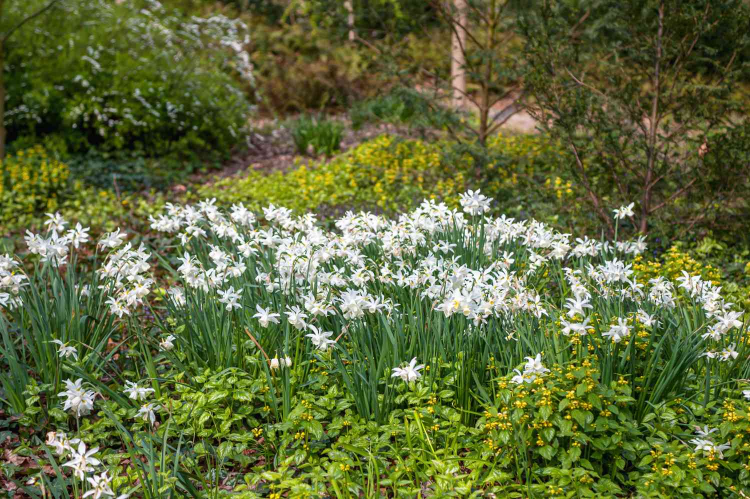 Osterglockenblüten mit weißen Blütenblättern an dünnen schilfartigen Stängeln im Garten