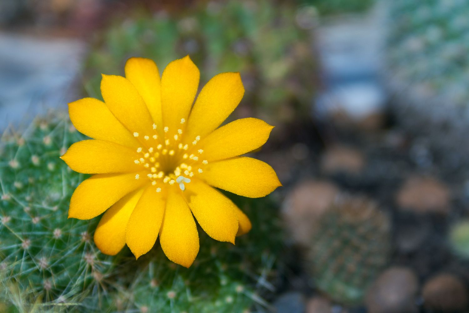 yellow-flowering rebutia