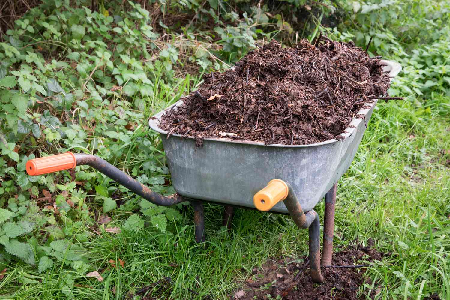 Schubkarre voll mit Gartenmulch