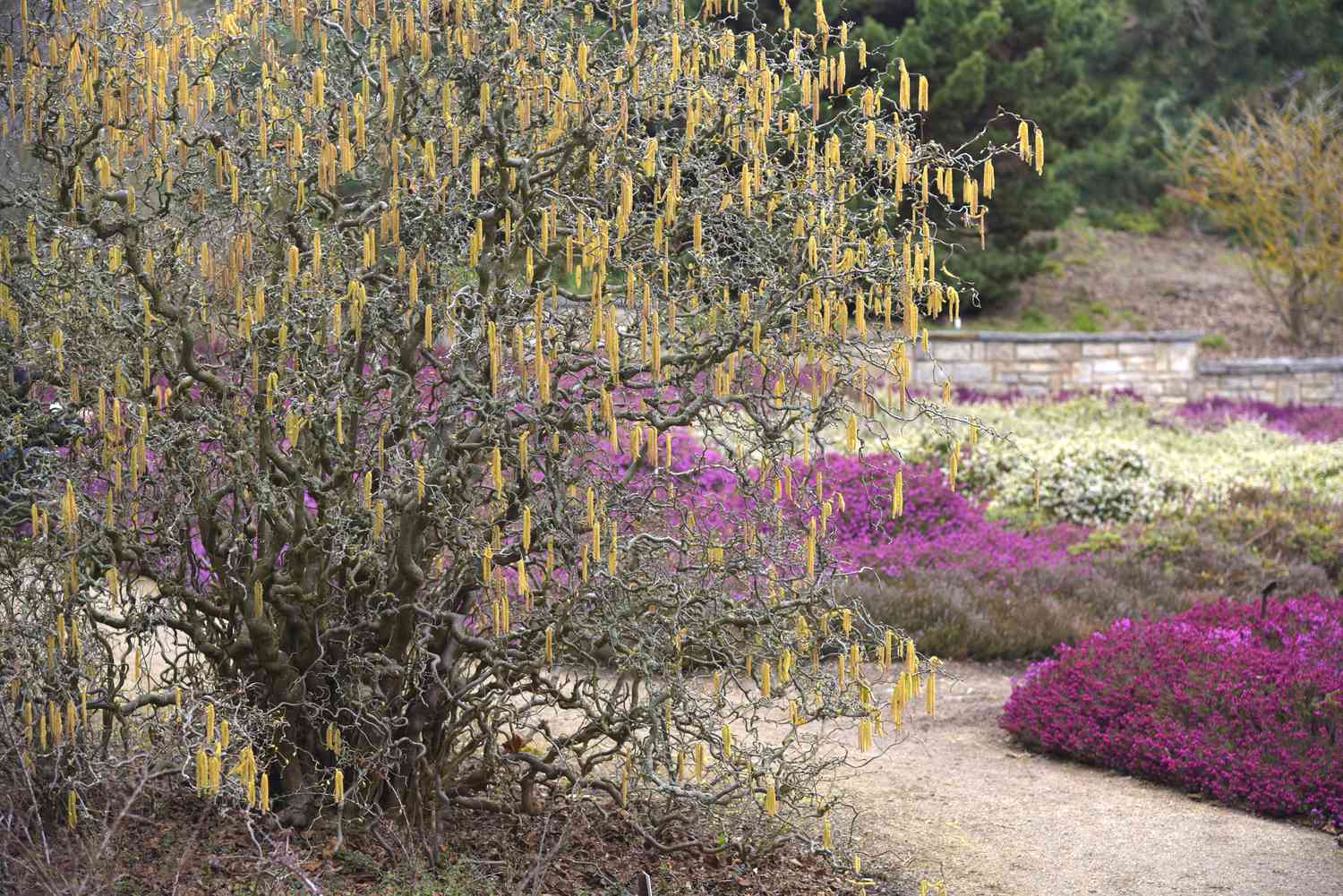 Umkämpfter Haselnuss-Zwergbaum mit verdrehten Ästen und kleinen gelben Blüten, die an den Enden vor lila und weißen Büschen hängen