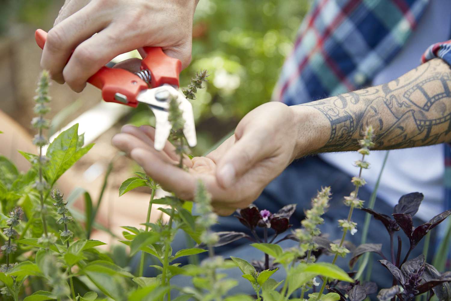 Nahaufnahme eines tätowierten Mannes, der im Garten Pflanzen mit einer Gartenschere beschneidet