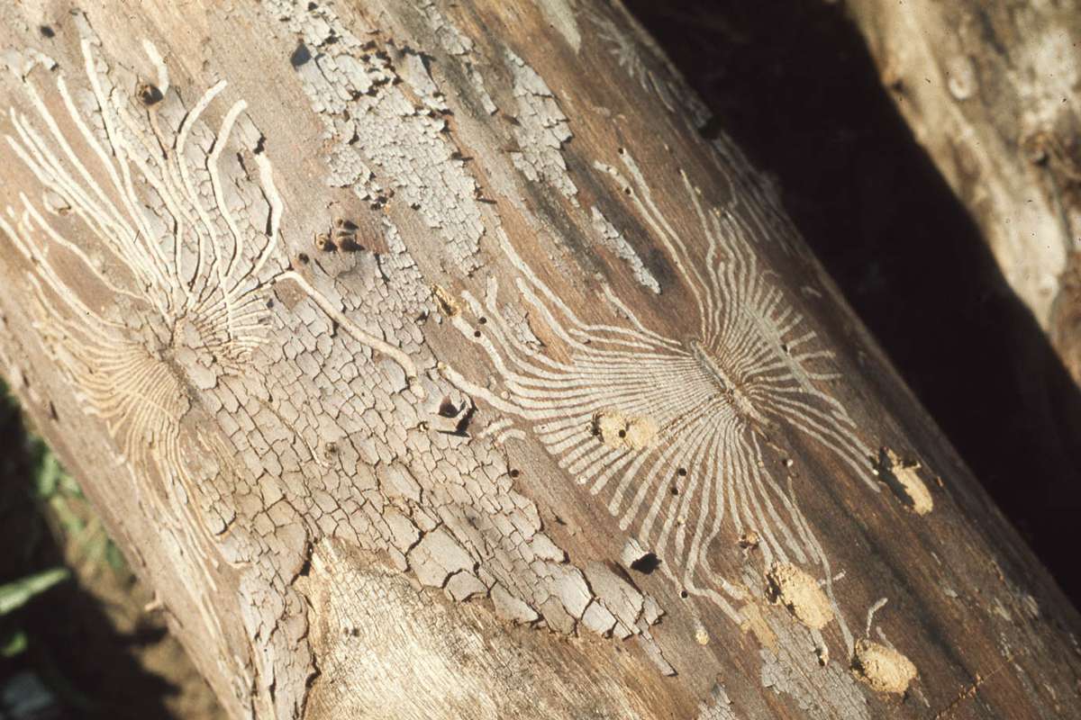 La enfermedad del olmo holandés en el tronco de un árbol