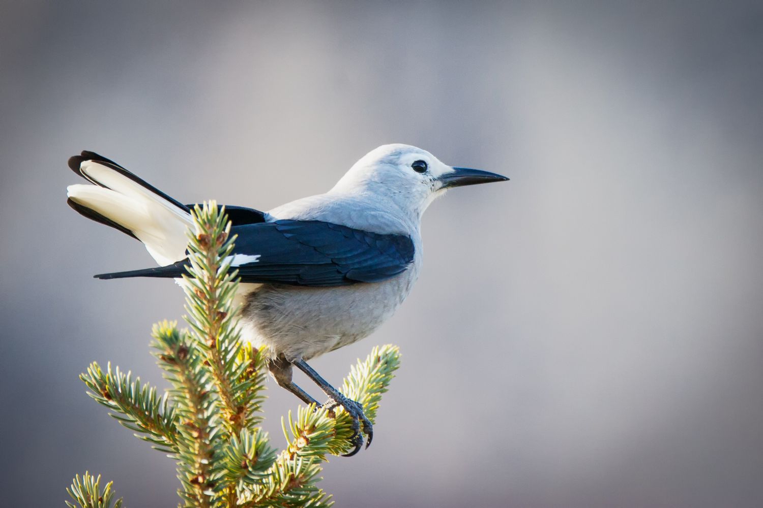 Clark's Nutcracker