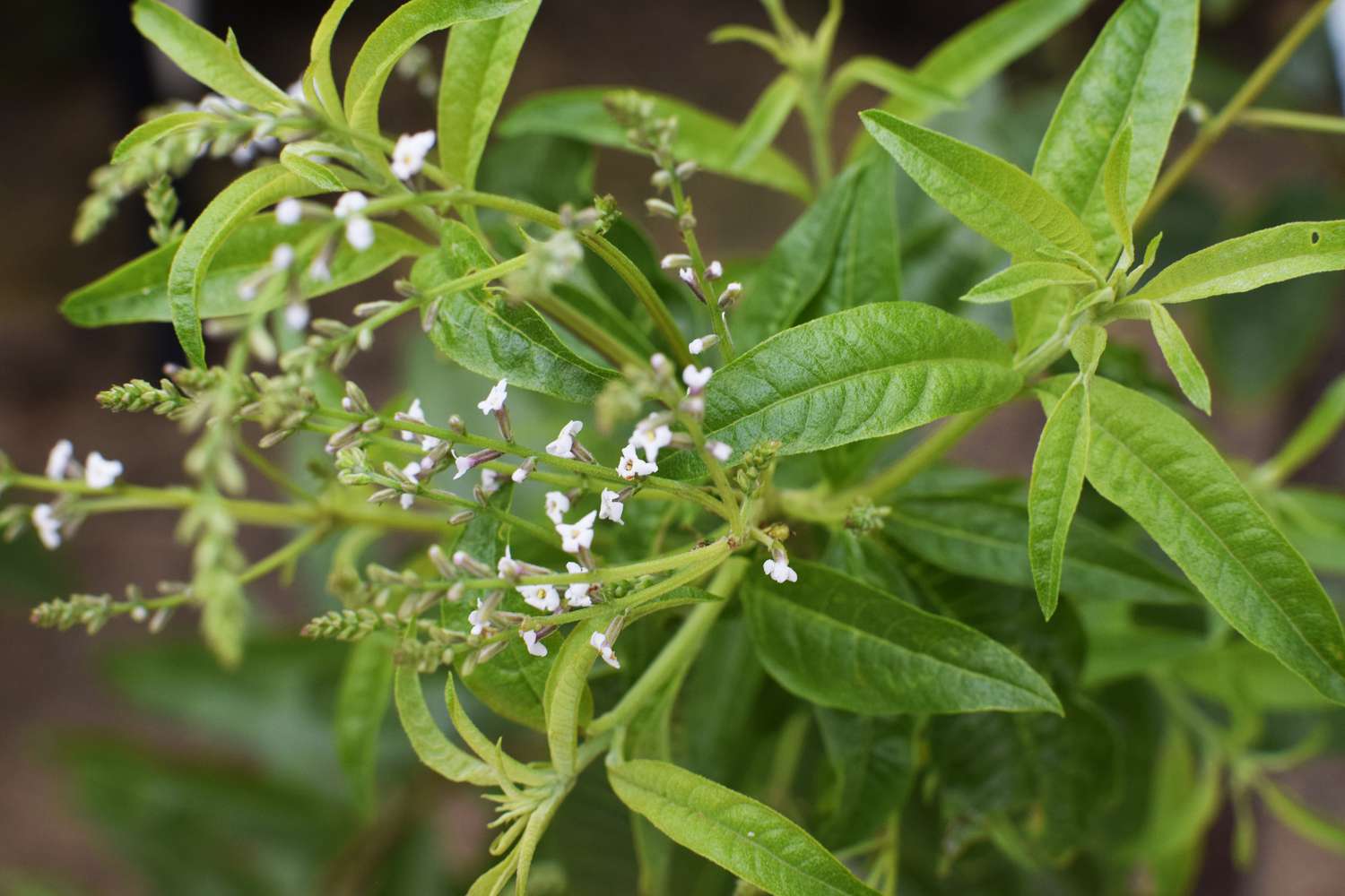 Zitronenverbenenpflanze mit spießförmigen Blättern und winzigen weißen Blütenknospen an dünnem Stiel in Nahaufnahme