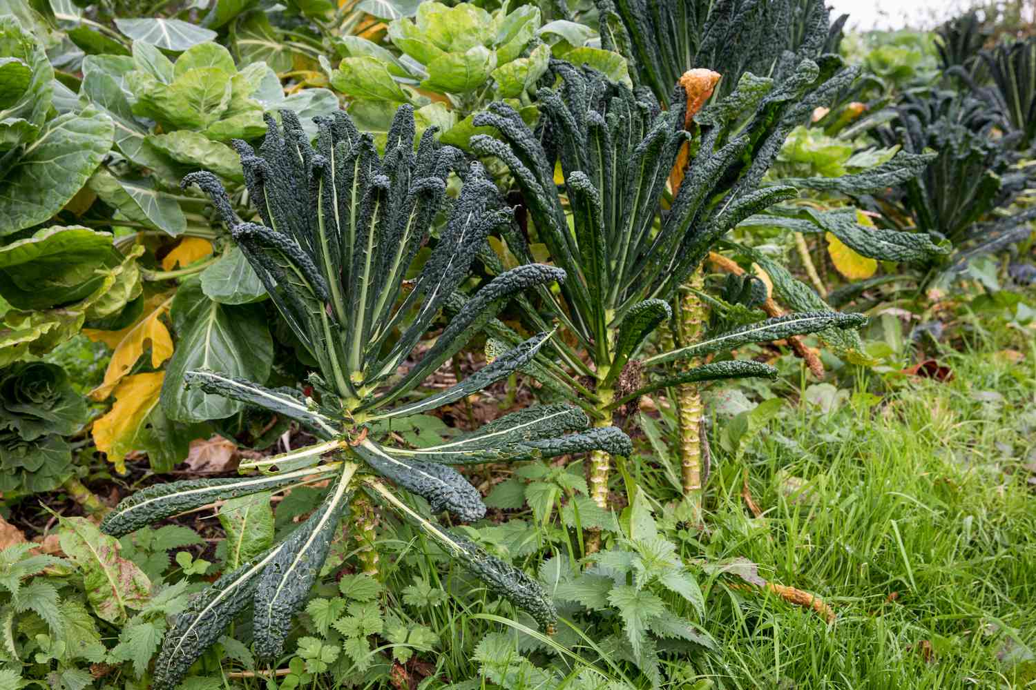 Hoch und niedrig wachsendes Gemüse nebeneinander in einem Permakulturgarten
