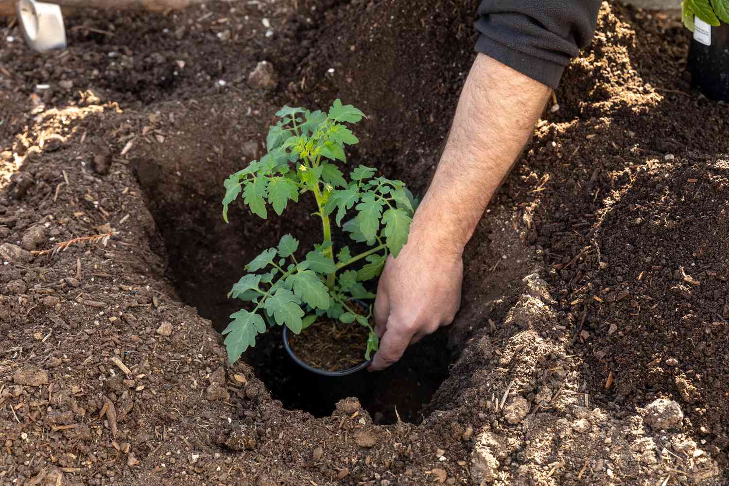 die Tiefbohrmethode der Tomatenpflanzung
