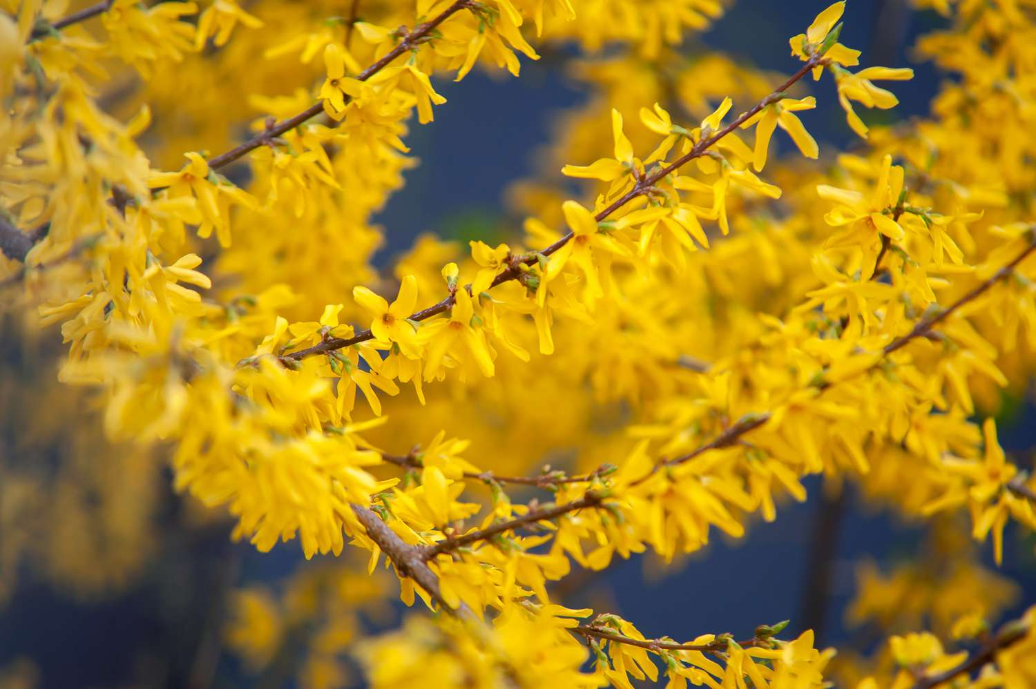 forsythia flowers