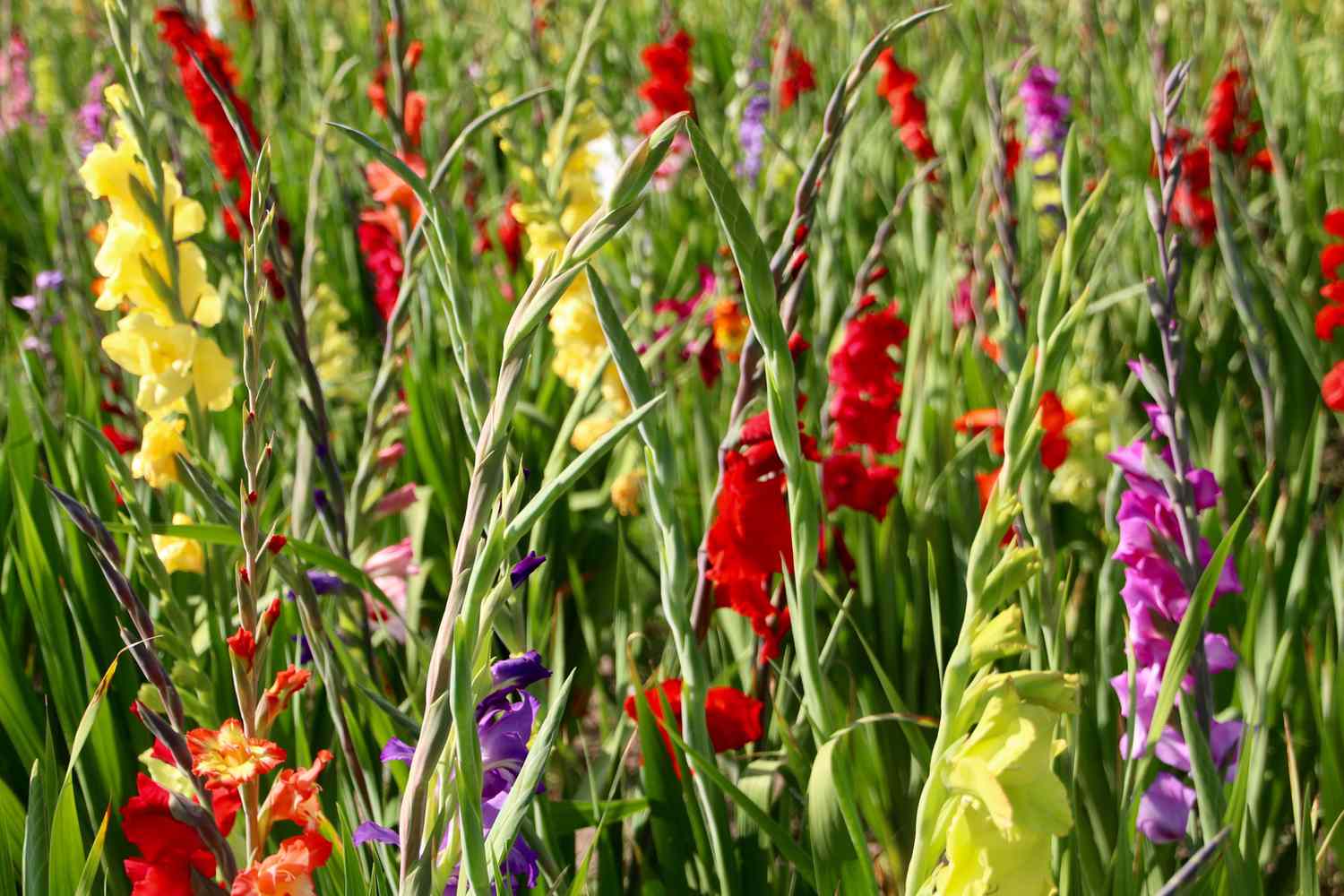 Galdiola Flowers