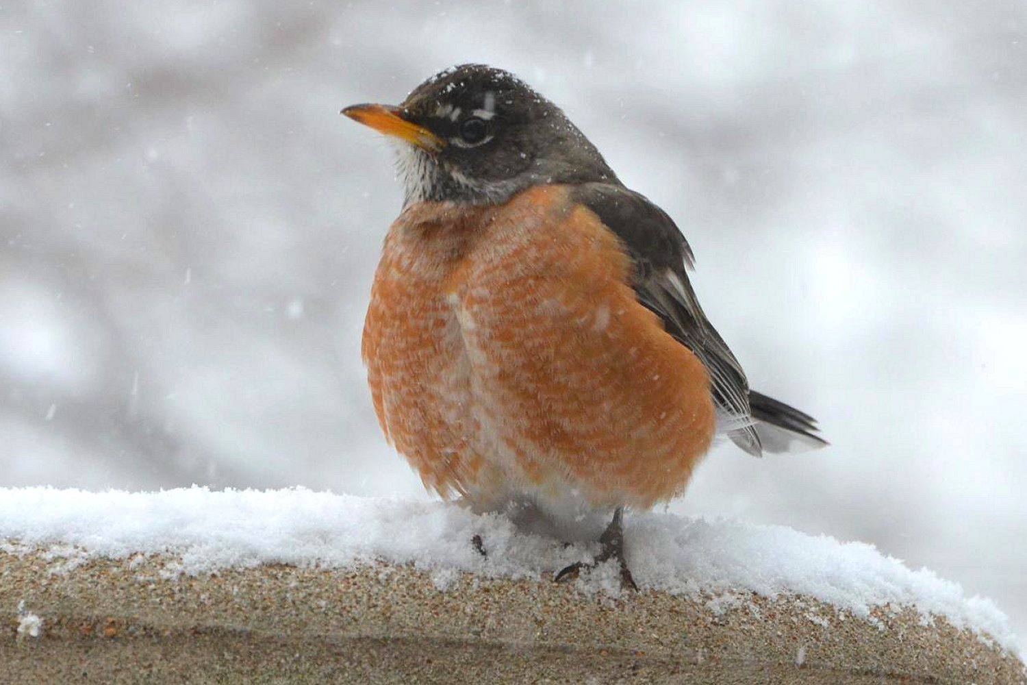 American Robin