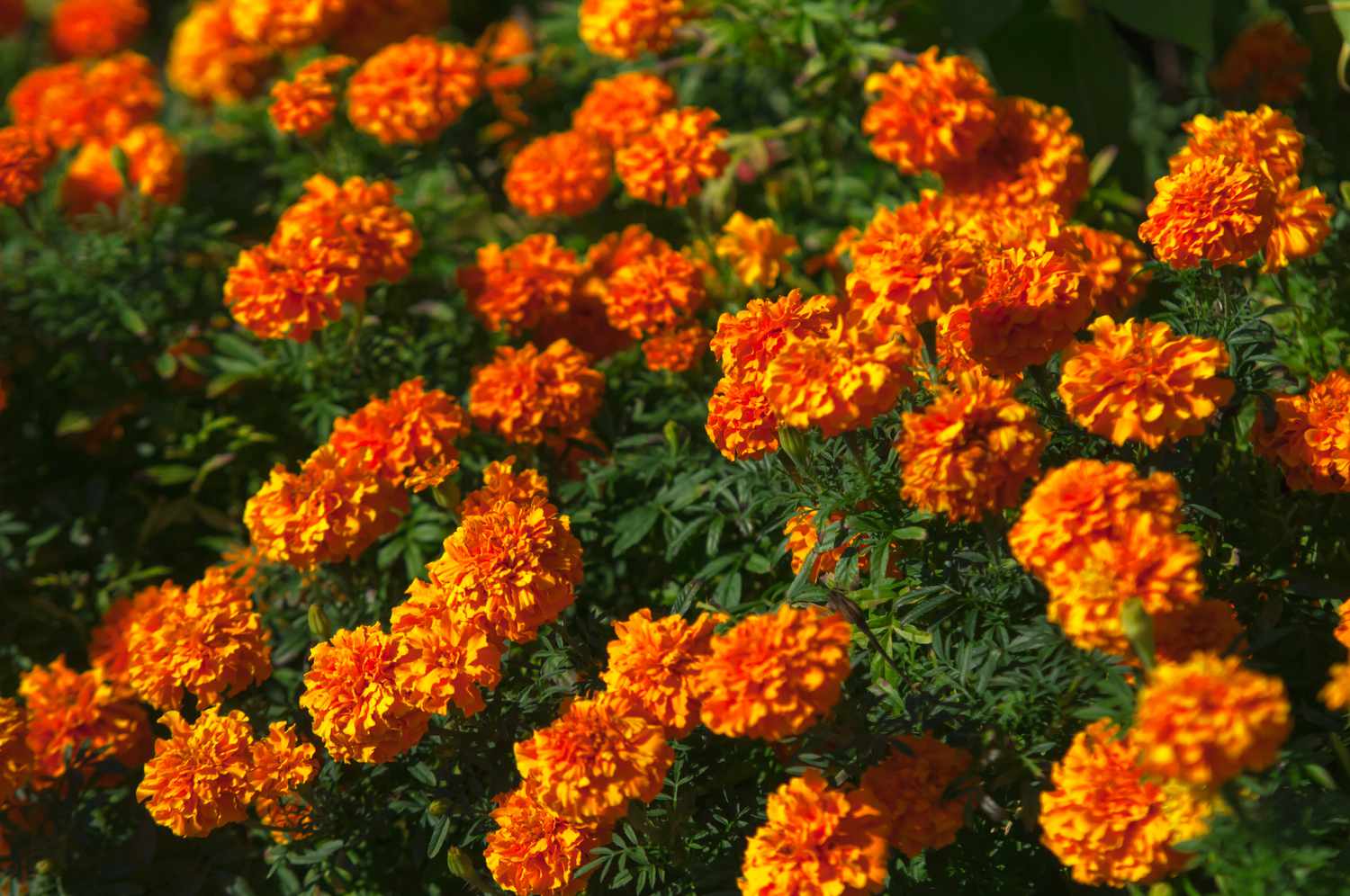 Helle und tieforange Ringelblumenblüten mit gekräuselten Blütenblättern im Sonnenlicht