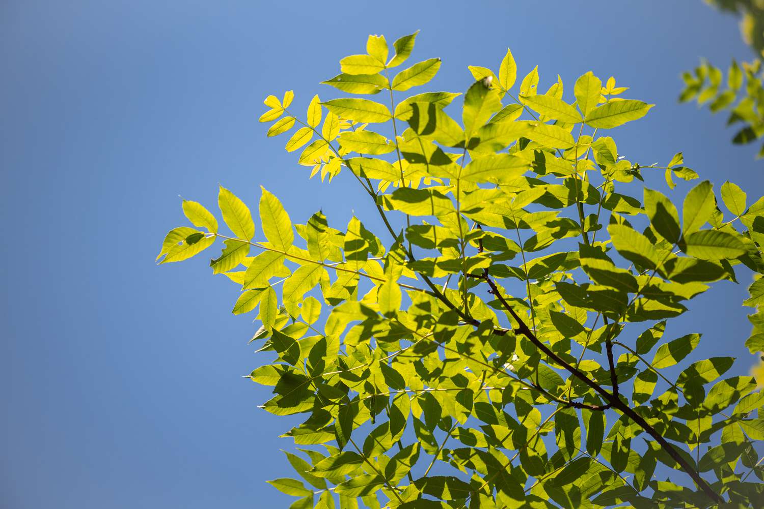 Galhos de freixo europeu com folhas verde-amareladas contra o céu azul