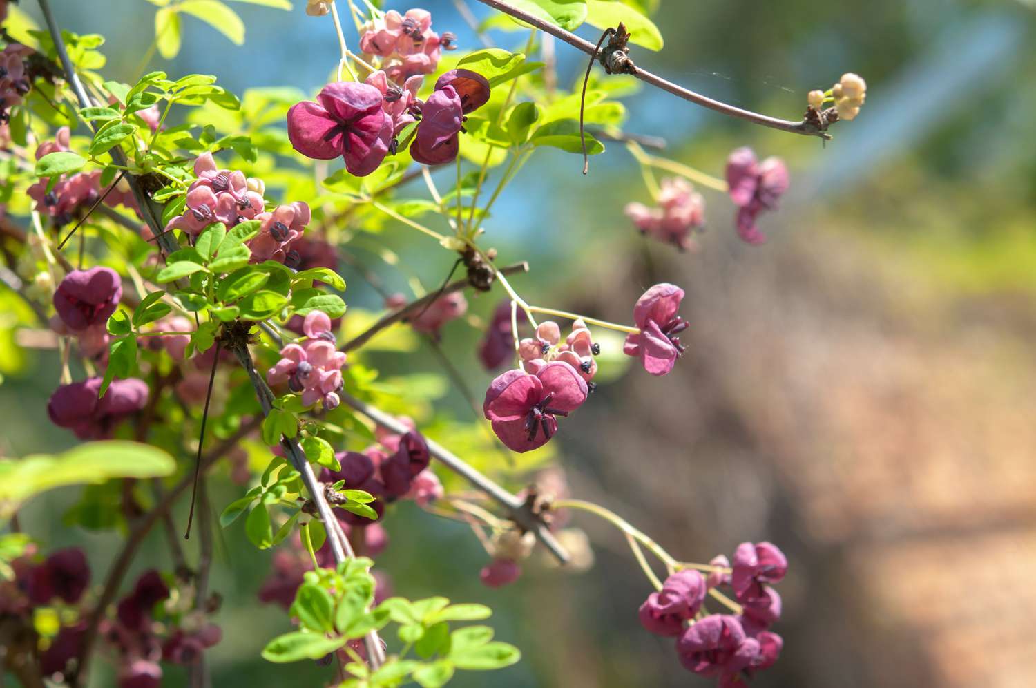 Schokoladenrebe mit bräunlich-violetten Blüten an dünnen Zweigen mit länglichen Blättern in Großaufnahme 