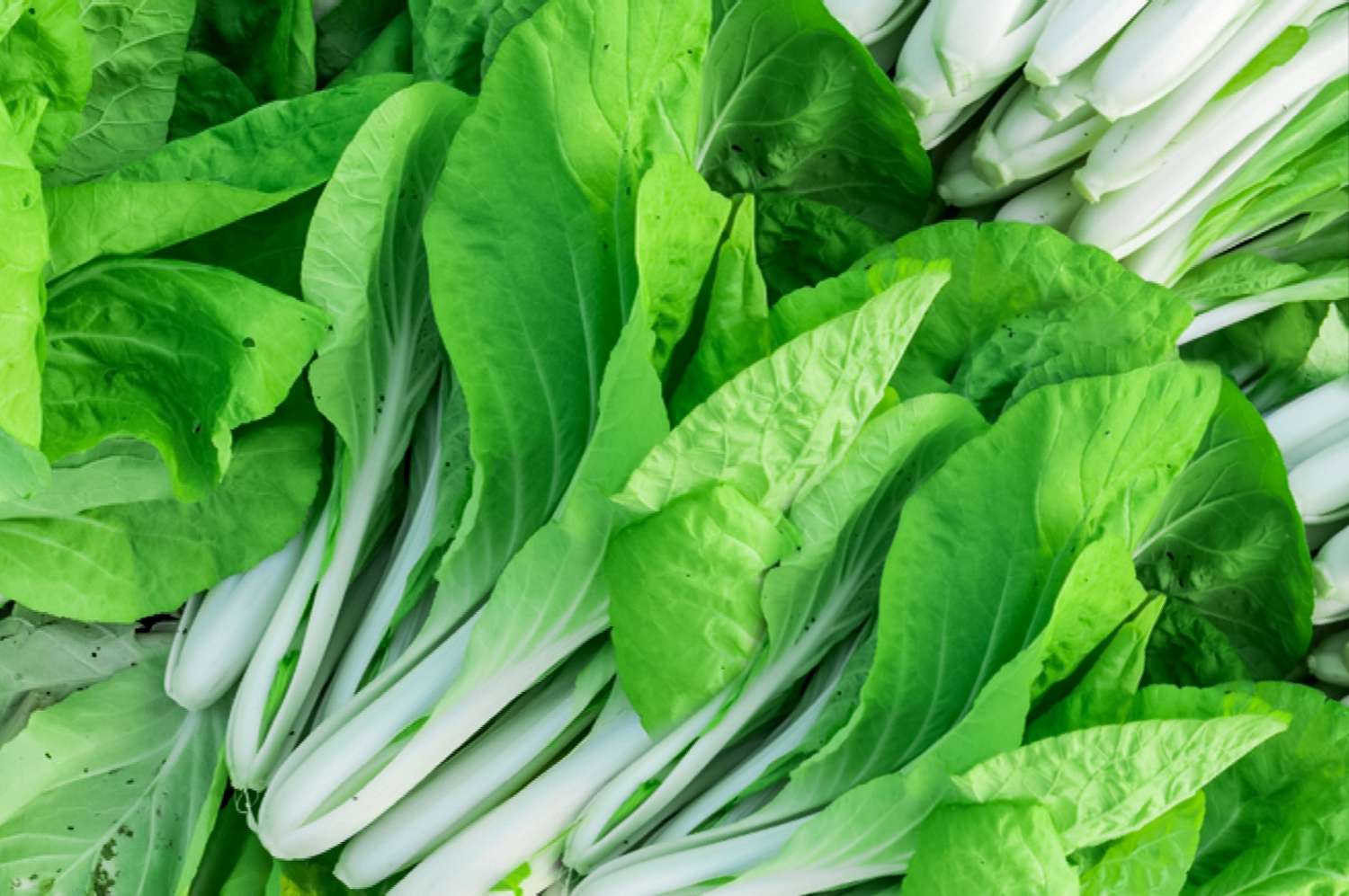 geernteter bok choy