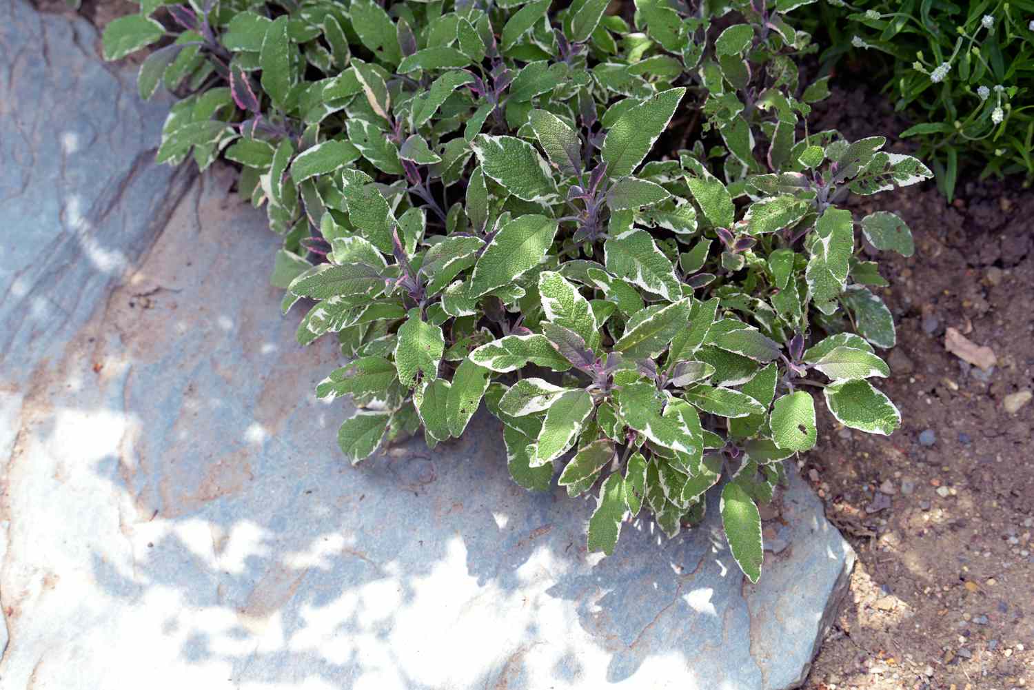 Mehrjährige dreifarbige Salbeipflanze mit panaschierten weißen und grünen Blättern neben Geröll und Sand