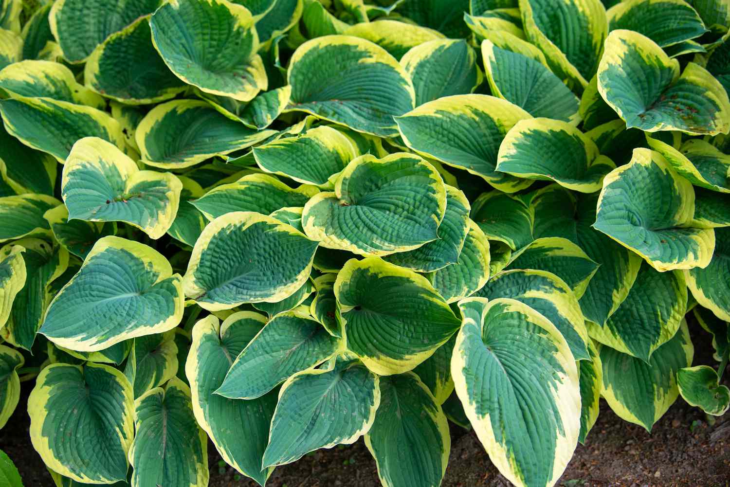 Hosta-Pflanze mit bunten gelben und grünen Blättern in Gruppen