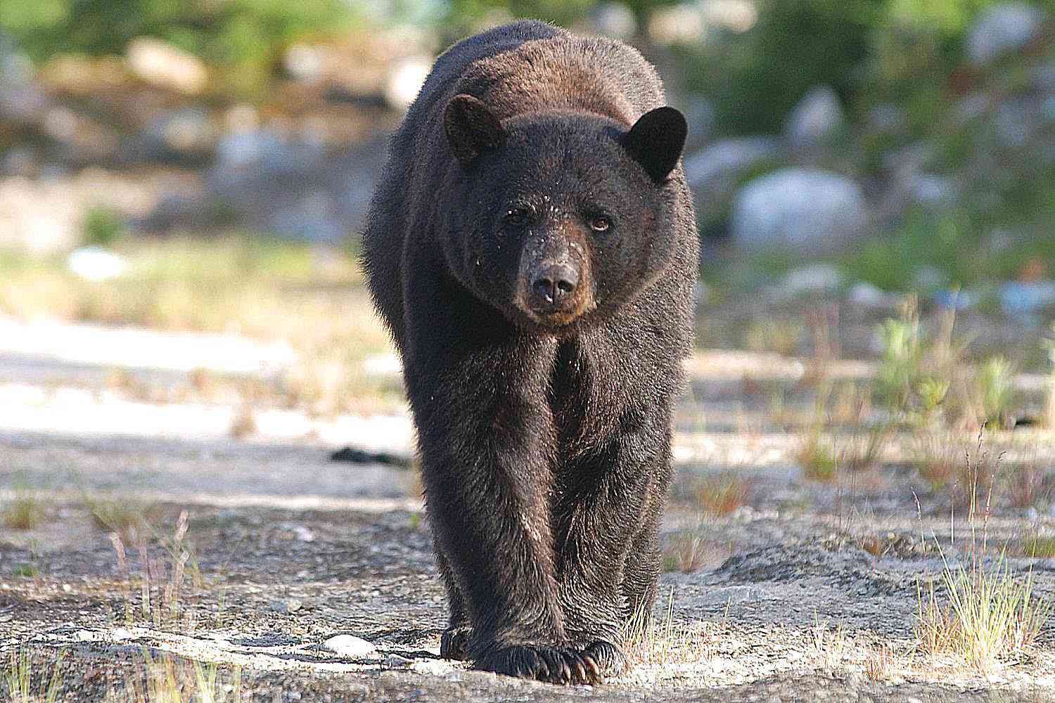 Schwarzbär