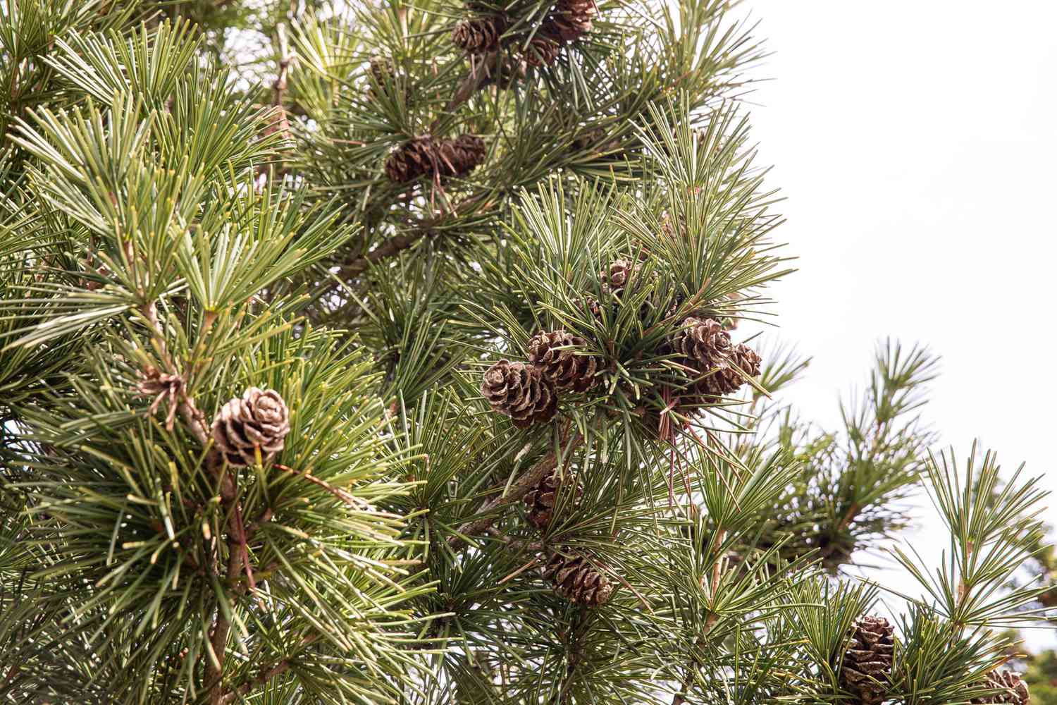 Schirmkiefernbaumzweig mit kurzen dicken Nadeln und großen Zapfen
