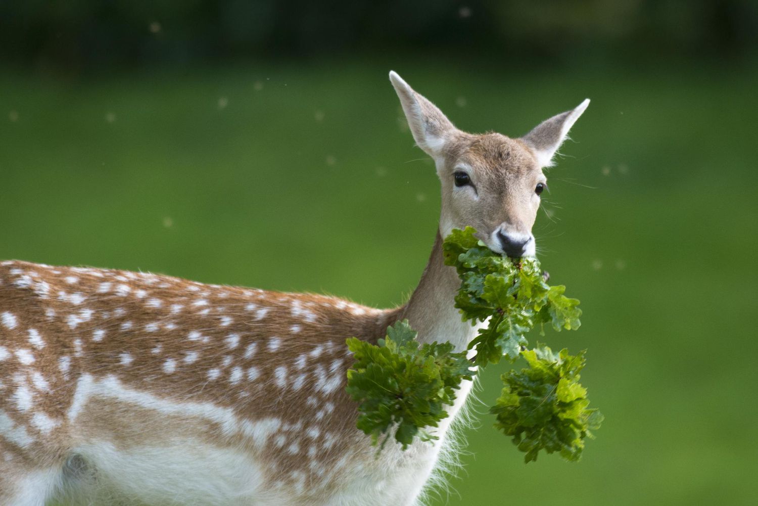 Rehe fressen eine Pflanze auf einem Feld