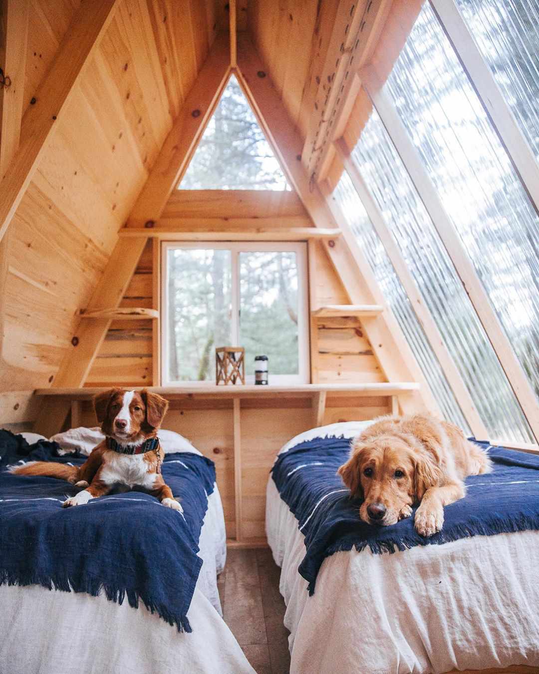 Hütte mit zwei Hunden im Bett