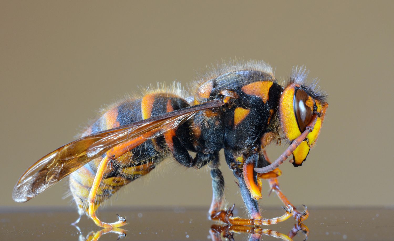 Avispón gigante asiático