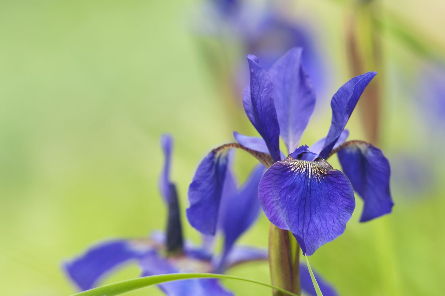 purple siberian iris