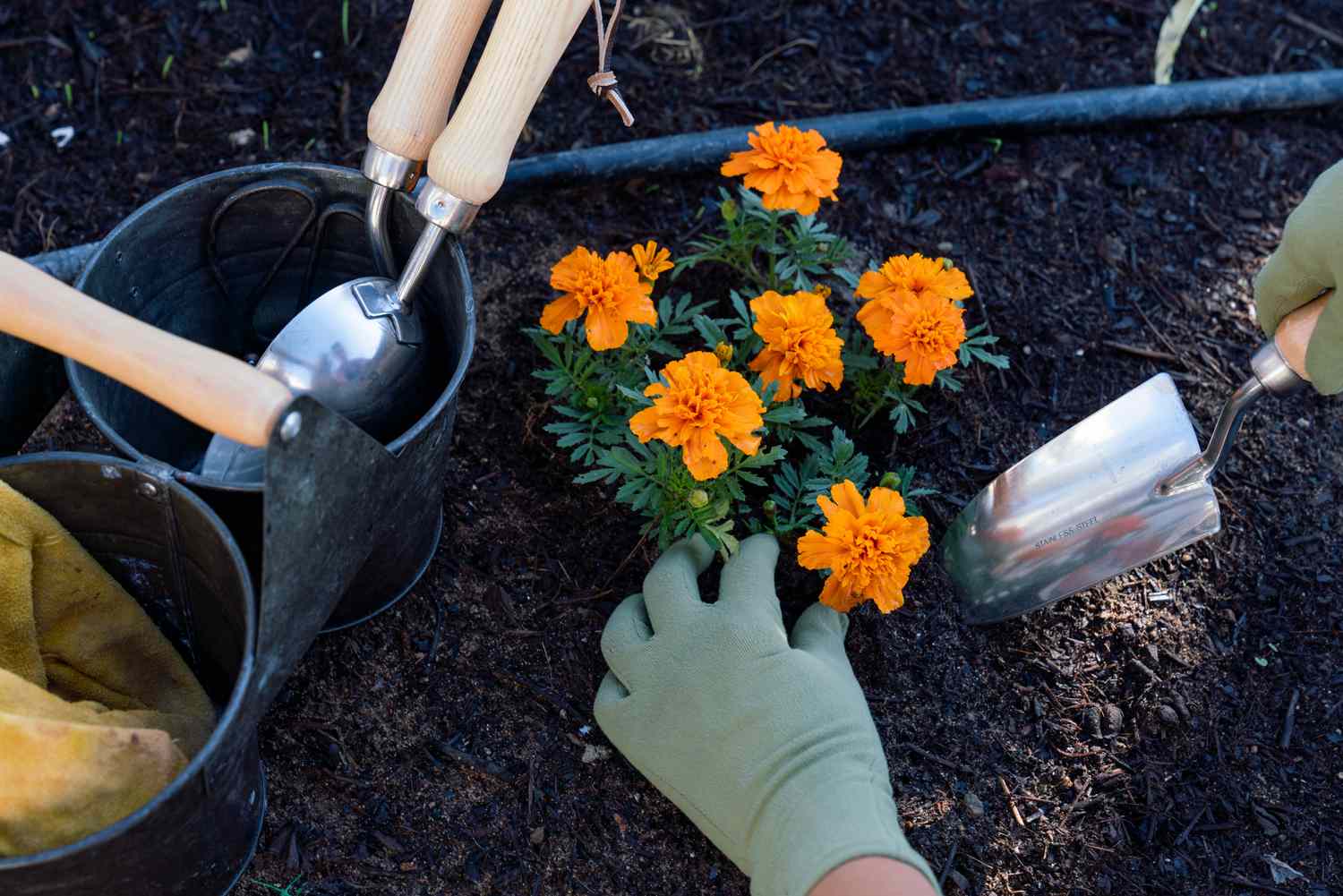 Orangefarbene Blumenpflanze wird mit der Handschaufel neben dem Topf geteilt