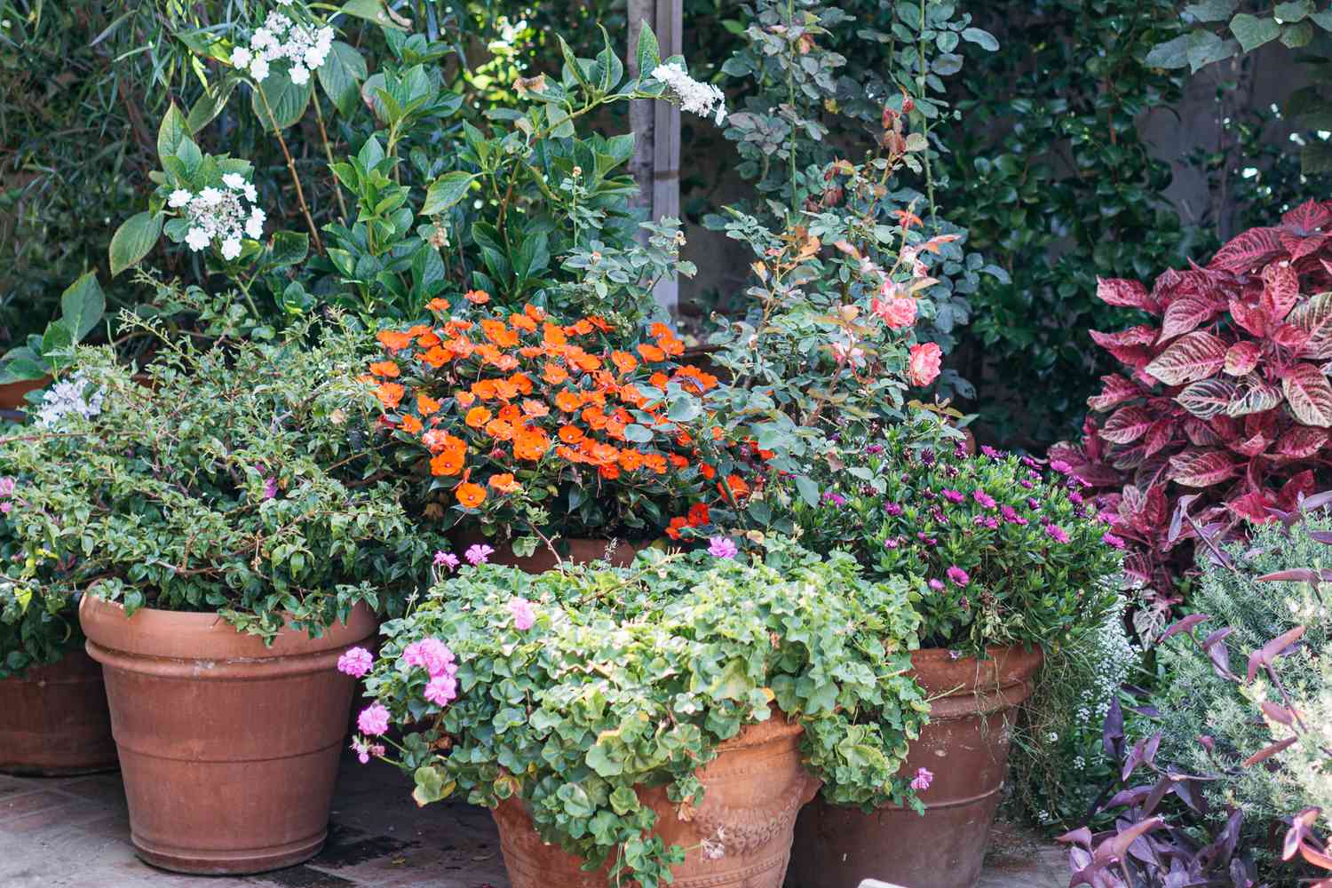 Orangefarbene Keramikbehälter mit bunten Blumen in einem Garten