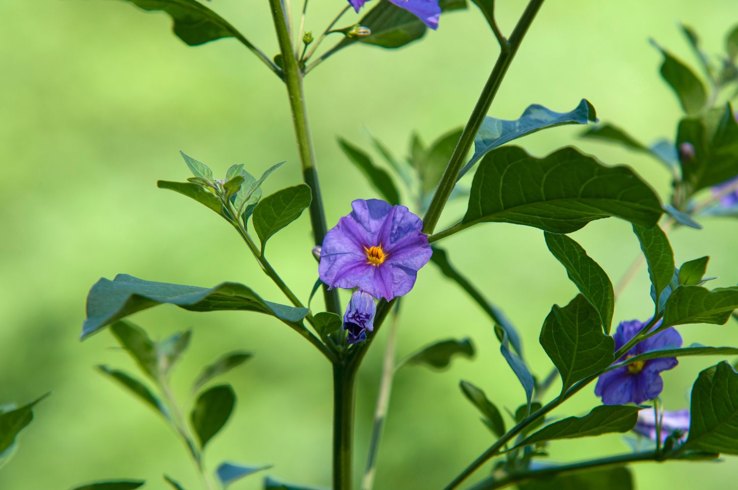 Blauer Kartoffelstrauch mit lila-blauer Blüte in der Mitte des Stängels