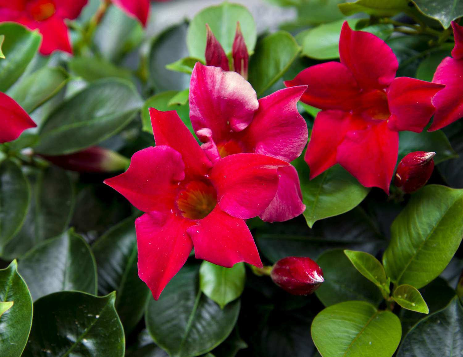 Rote Mandevilla-Blüten in Blüte.