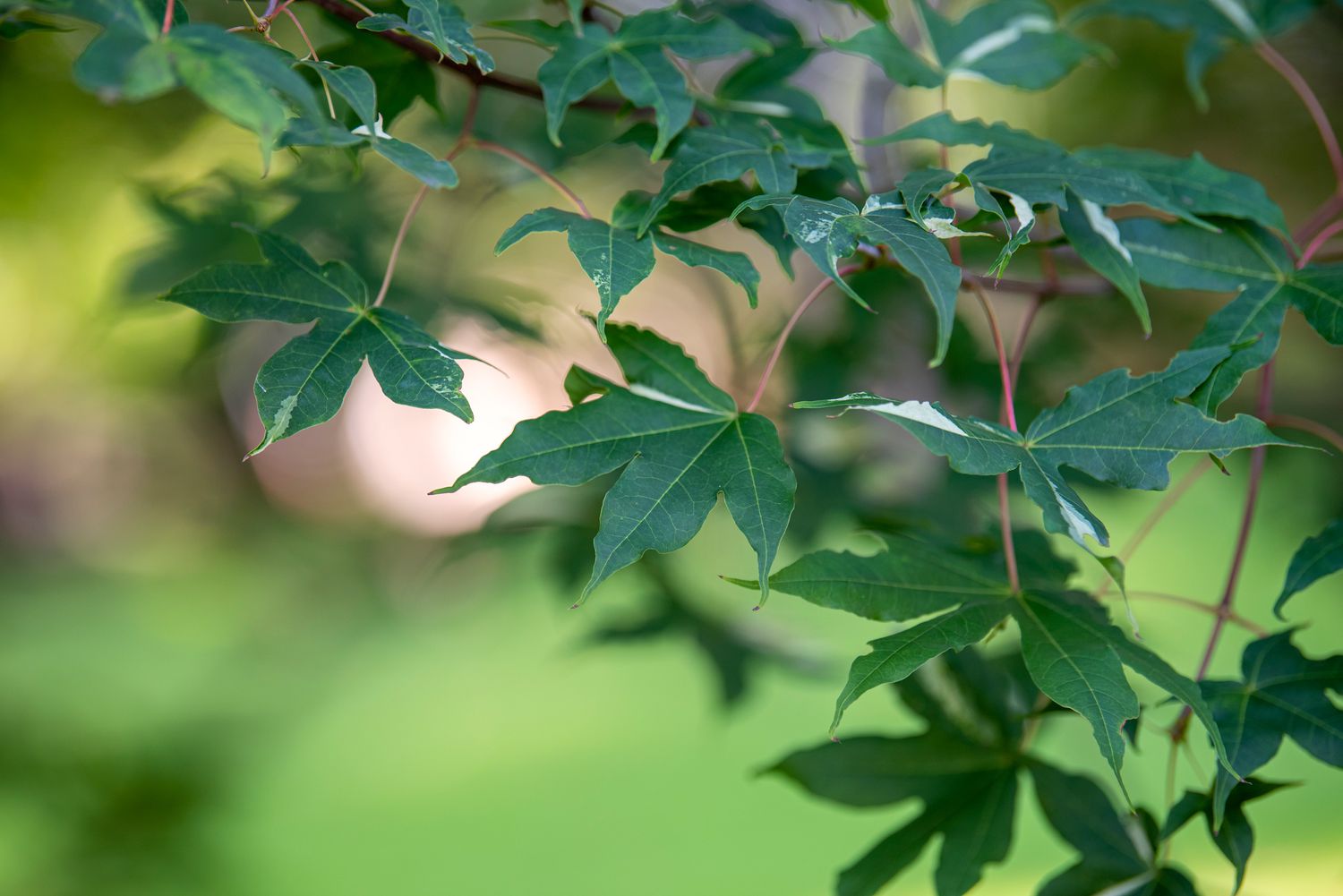 Zweig des Shantung-Ahorns mit dunkelgrünen sternförmigen Blättern